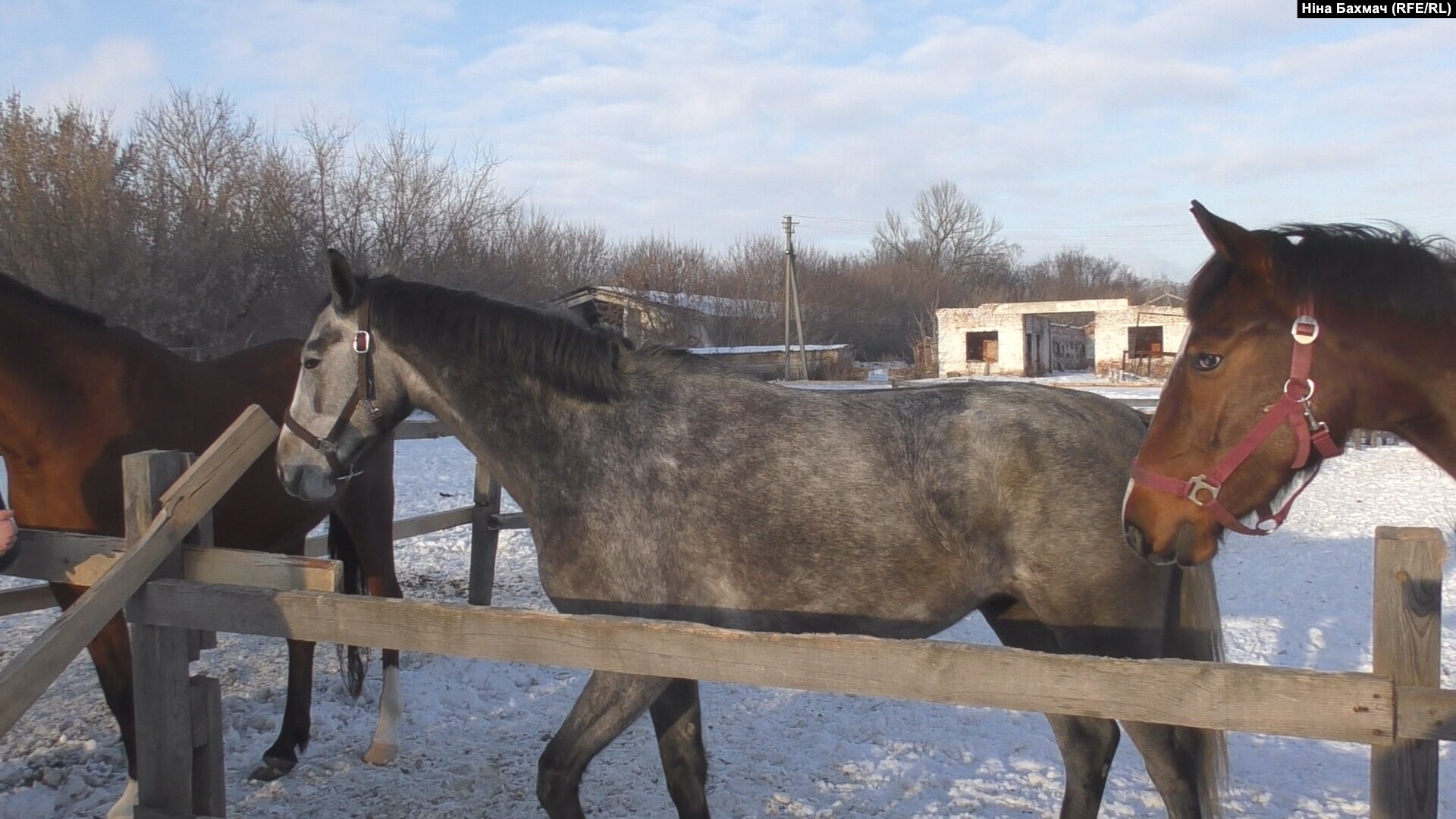 «Снаряд прилетів прямо у стайню»: історія про те, як конюх під обстрілами врятував коней»