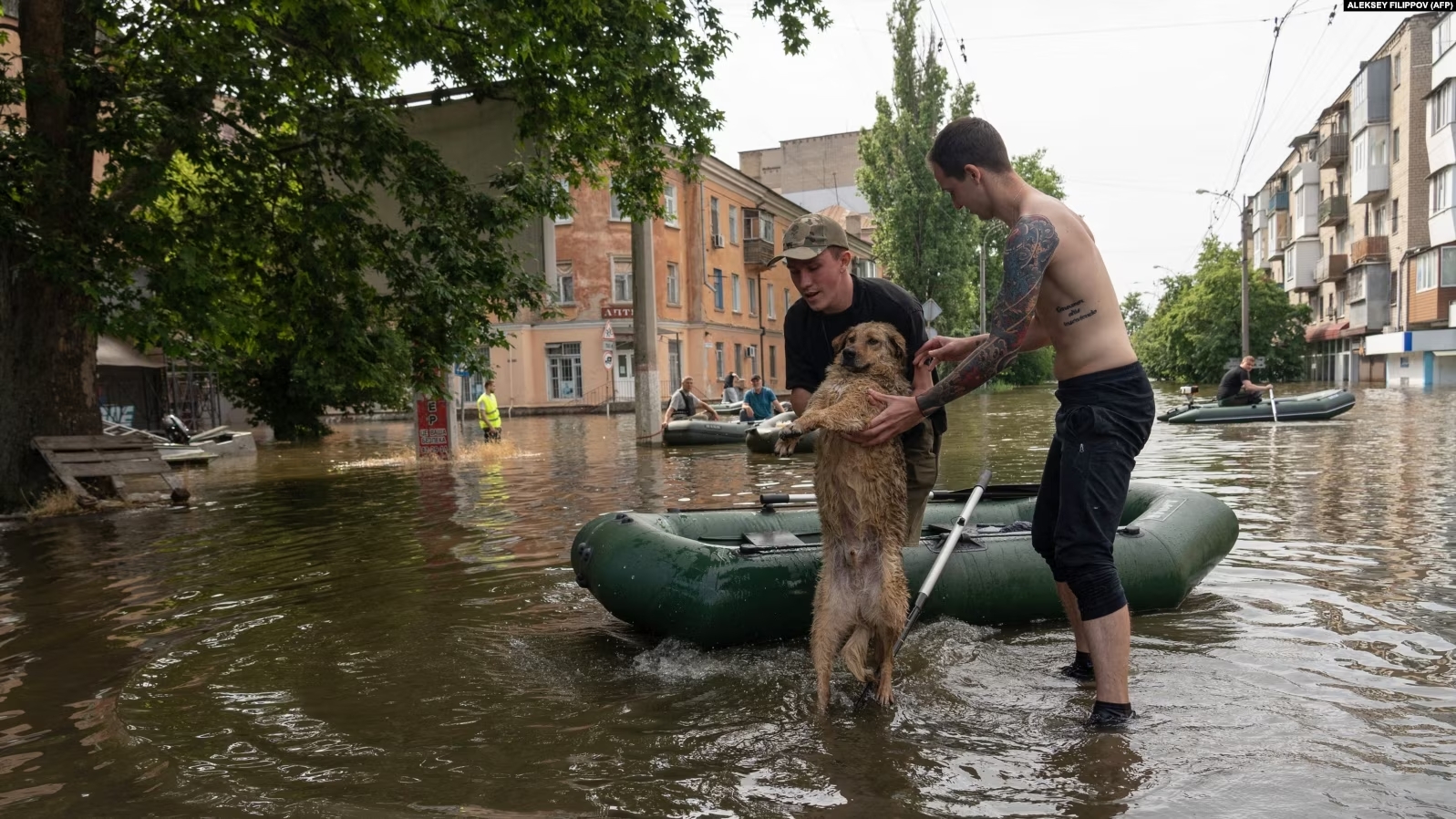 Собаки та коти дуже налякані